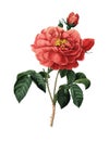 Duchess of Orleans Rose | Redoute Flower Illustrations
