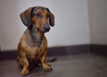 duchshund cute cub dog