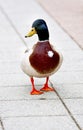 Duck Royalty Free Stock Photo