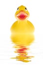The duck Royalty Free Stock Photo
