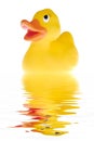 The duck Royalty Free Stock Photo