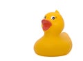 Duck Royalty Free Stock Photo