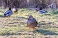 Duck Royalty Free Stock Photo