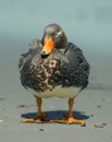 Duck Royalty Free Stock Photo