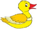 Duck