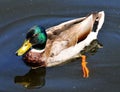 Duck