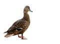 Duck Royalty Free Stock Photo