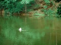 Duck alone on lake water green wide angle photo for commercial background Royalty Free Stock Photo