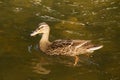 A duck alone in the water with nice sun