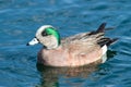 Duck - American Wigeon Water Fowl Royalty Free Stock Photo