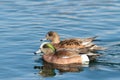 Duck - American Wigeon Water Fowl Royalty Free Stock Photo