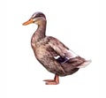 The duck Anas platyrhynchos domesticus