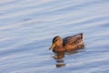 A duck (anatidae) swimming on blue colored water