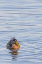 A duck (anatidae) swimming on blue colored water