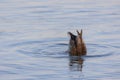 A duck (anatidae) swimming and diving into the water of a lake