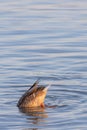 A duck (anatidae) swimming and diving into the water Royalty Free Stock Photo