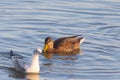 A duck (anatidae) swimming in a lake with a seagull in a blurred foreground