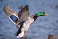 Duck at an Angle Royalty Free Stock Photo