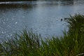 Duck animal's animal fauna floral lake water grass sunny day