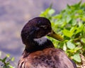 Duck or anitra, from the Latin anas is the common name of an important number of anseriform birds, generally migratory, belongin