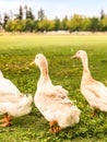 Cool Haircut Duck in the Park