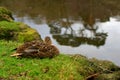 A duck in the autumn