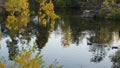 Duck in the pond in autumn