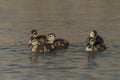 Duck babies - Spring mallard Anas platyrhynchos ducklings swimming Royalty Free Stock Photo