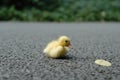 Duck baby Royalty Free Stock Photo