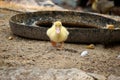 Baby duck happy in countryside style