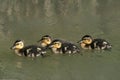 Duck baby - Spring mallard Anas platyrhynchos duckling swimming. Ducklingin water. Royalty Free Stock Photo