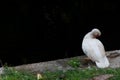 A duck on the bank of a dark river on a winter day