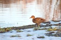 Duck on the Bank of the river is in the snow. water drops on the beak, soft warm light at sunset. shimmer feathers. in search of Royalty Free Stock Photo