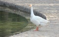 Duck on banks of Mini Lake, Lodhi Gardens, Delhi