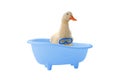 Duck bathes in bathroom Royalty Free Stock Photo