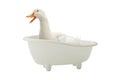 Duck bathes in bathroom Royalty Free Stock Photo