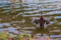 duck bathes in the pond Royalty Free Stock Photo