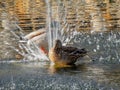 Duck Bathing In A Fountain Royalty Free Stock Photo