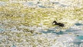 Duck in the bay of Scradin town, Croatia Royalty Free Stock Photo