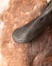 Duck beak. macro