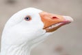 Portrait of a Blue Eyed Duck with orange beak Royalty Free Stock Photo