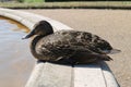 Duck Royalty Free Stock Photo