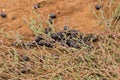 Duck-billed Platypus leaving poop, feces on grass in Tasmania, A