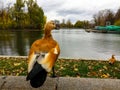 Duck Bird Animal Lake Shore with fallen leaves on the grass