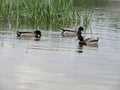 Duck bird colors animal feathers peak swim