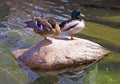 Duck bird drake vertebrate wild duck Royalty Free Stock Photo