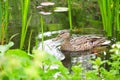 Duck bird gardenpond Royalty Free Stock Photo