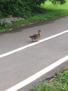 Duck crossing asphalt road velocipede lane