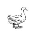 Duck bird. Hand drawn hen. Engraved Farm animal. Old monochrome sketch. Domestic poultry. Retro template. Royalty Free Stock Photo