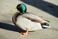 Duck bird male with green head walking